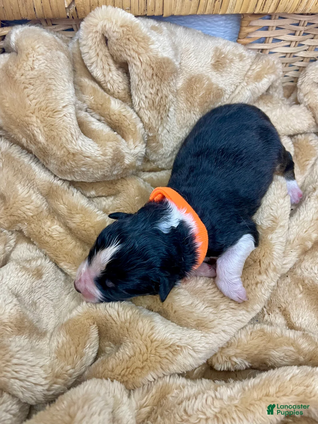 Australian Shepherd dogs for sale: Australian Shepherd- Norman - Ad 2