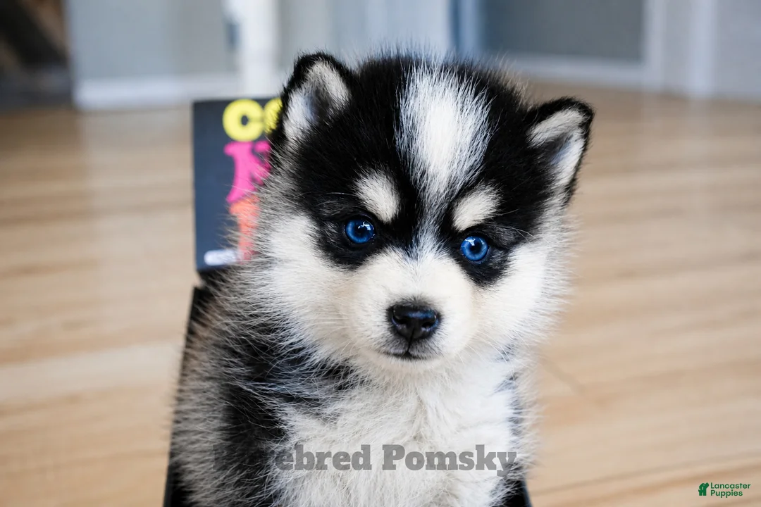Pomsky dogs for sale: Koda Micro Pomsky - Ad 1