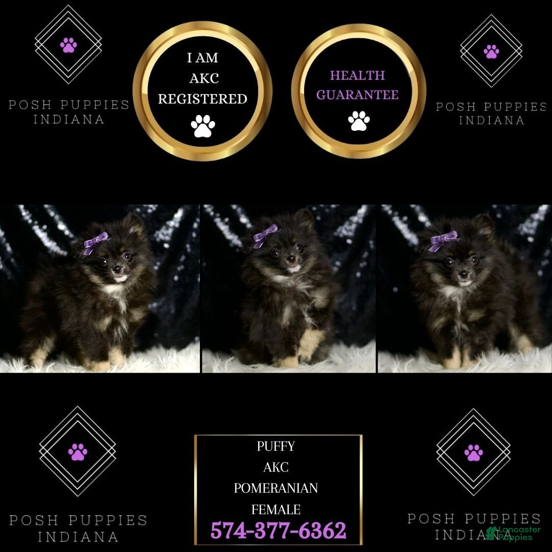 Pomeranian dogs for sale: Puffy - Ad 3