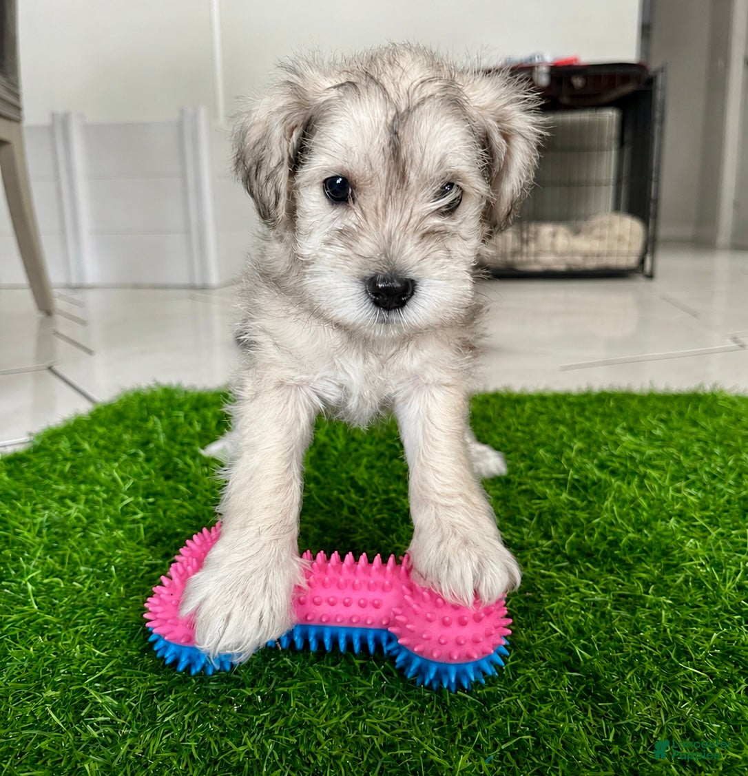 Miniature Schnauzer dogs Miniature Schnauzer 1 - Ad 1