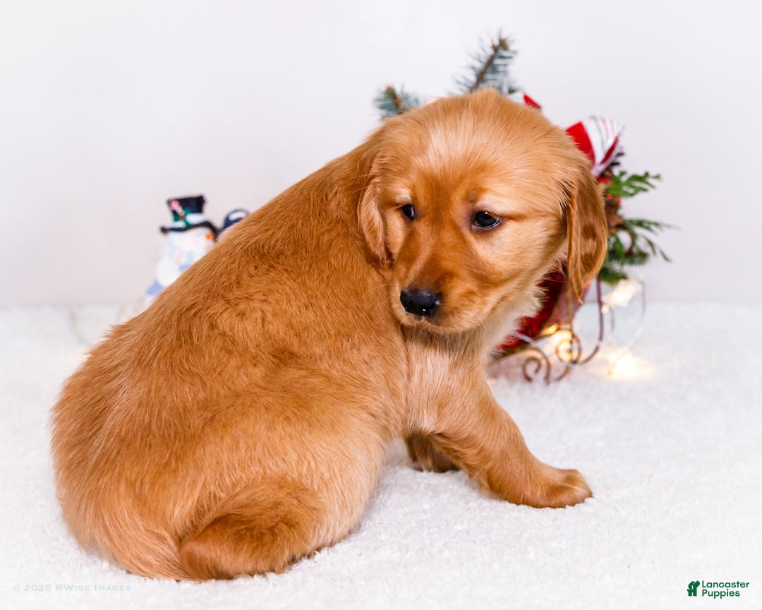 Golden Retriever dogs for sale: Freda - Ad 5