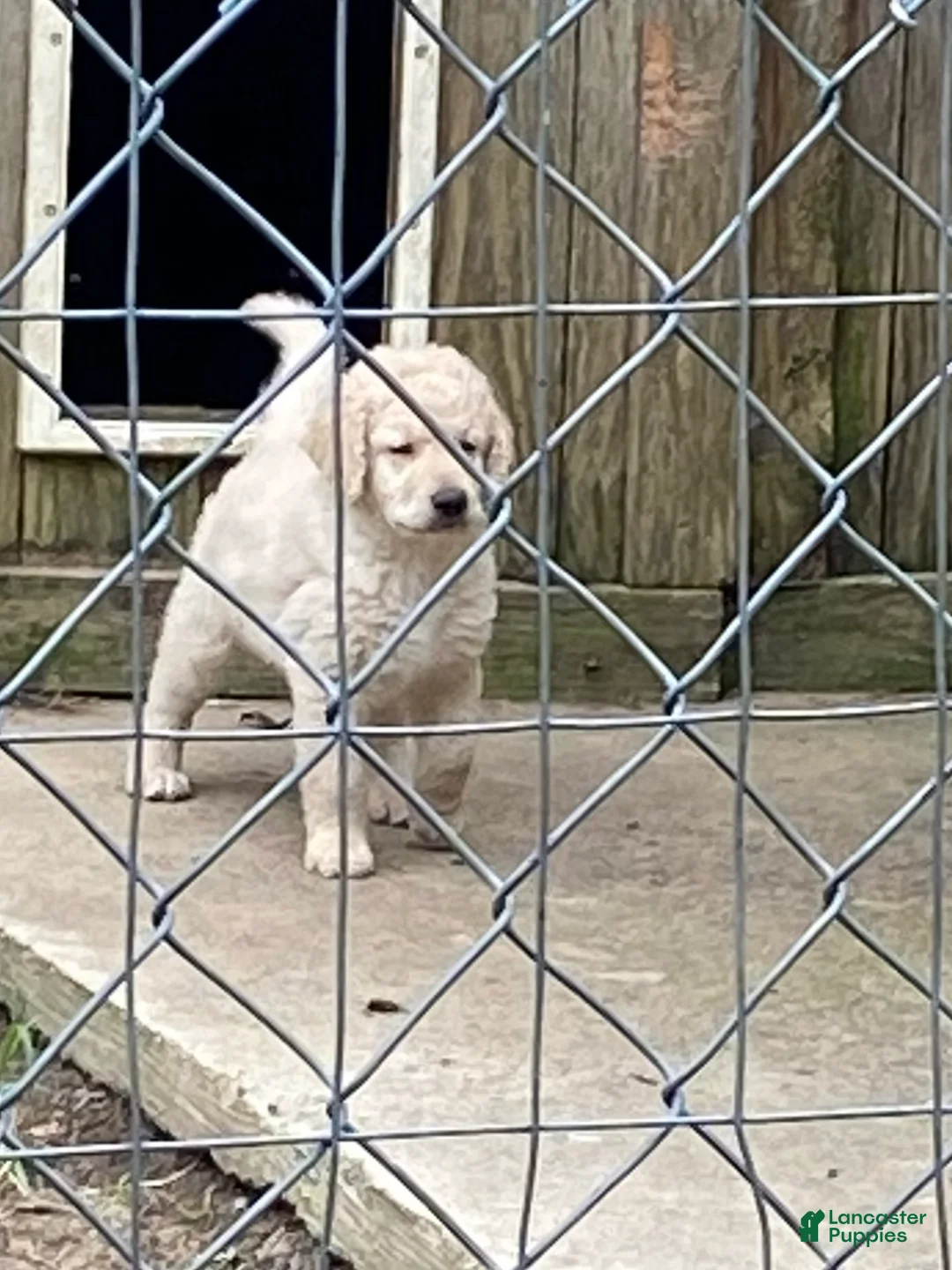 Goldendoodle dogs for sale: Goldendoodle 7 - Ad 1