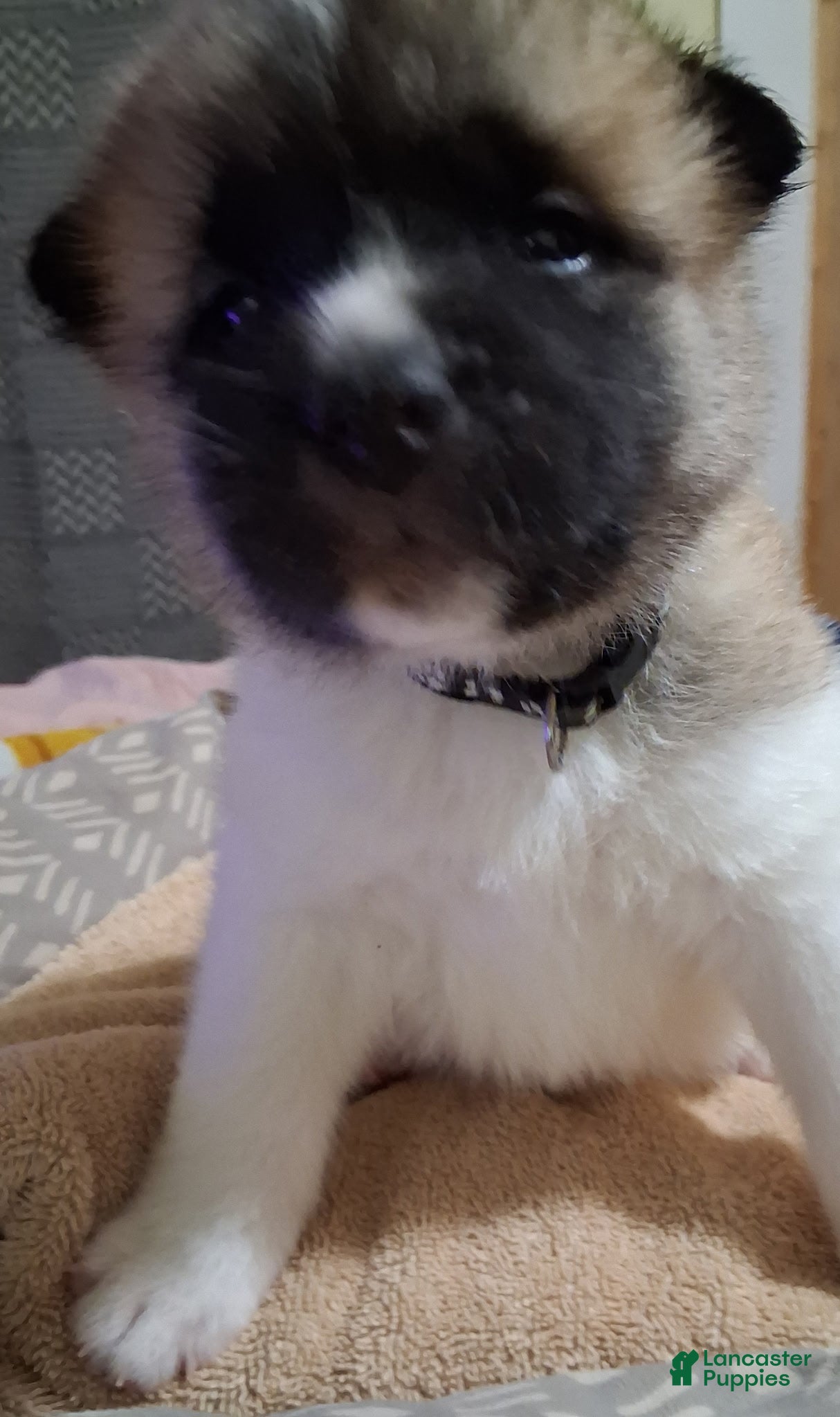 Akita dogs Briar - Ad 2