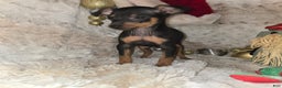 Miniature Pinscher dogs for sale: Reese  - Ad 4