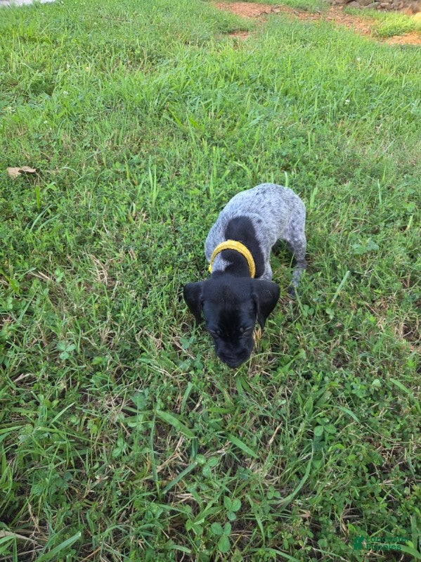 German Shorthaired Pointer dogs Yellow Collar Boy - Ad 2