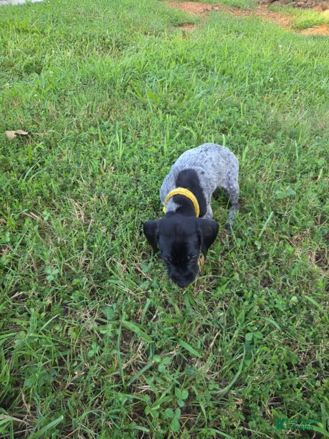 German Shorthaired Pointer dogs for sale: Yellow Collar Boy - Ad 2