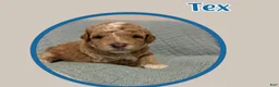 Cavapoo dogs for sale: Tex  - Ad 5
