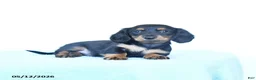 Miniature Dachshund dogs for sale: Sophie - Ad 3