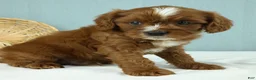 Cavapoo dogs for sale: Snickers 🍪 - Ad 1