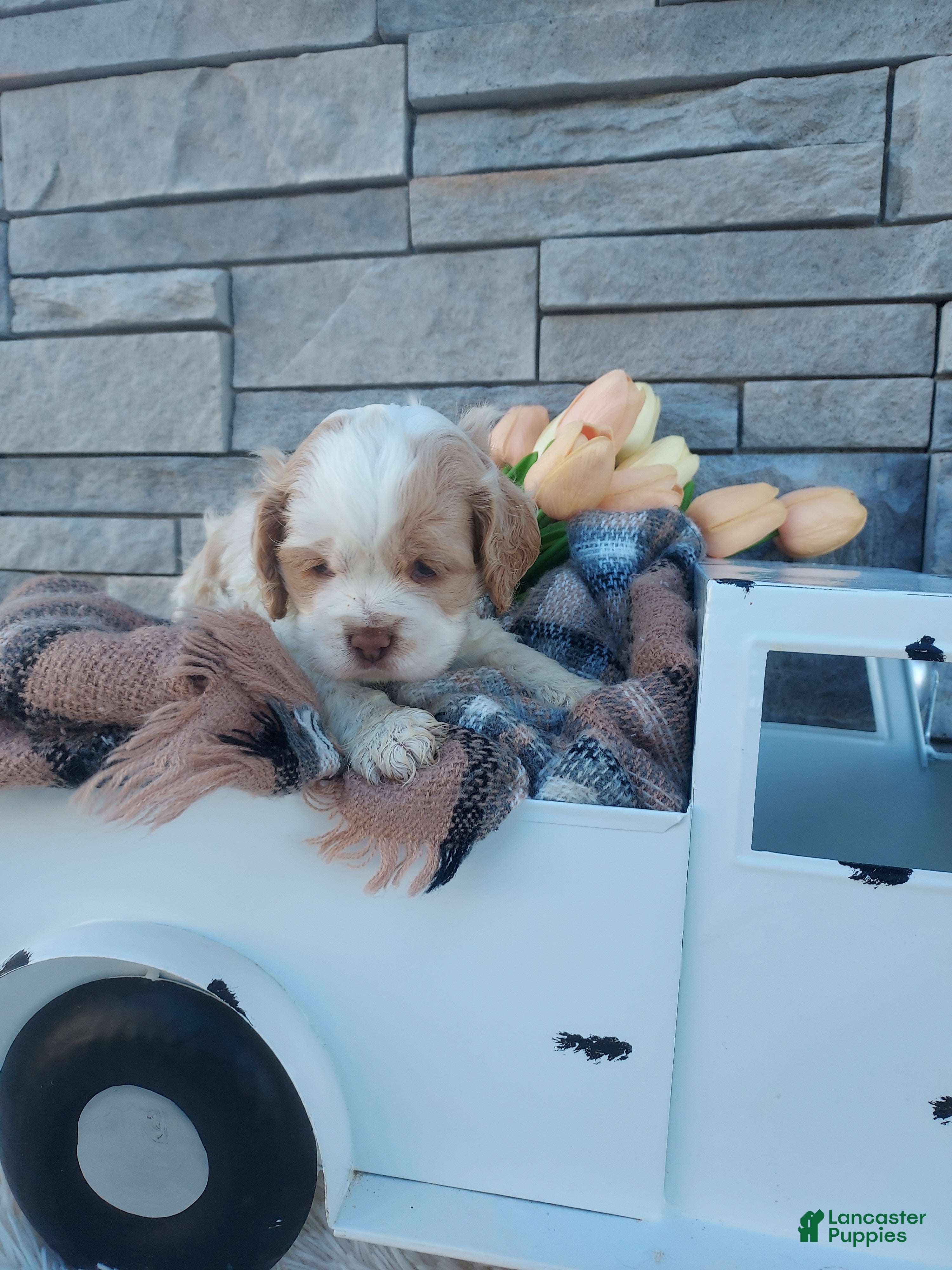 Cocker Spaniel dogs Eldon - Ad 1