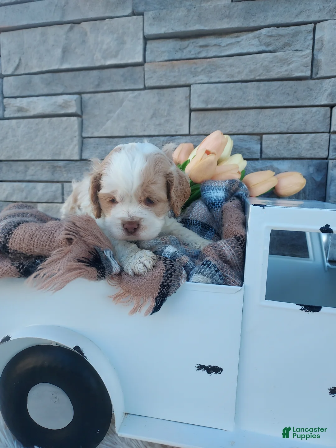 Cocker Spaniel dogs for sale: Eldon - Ad 1