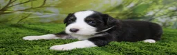 Miniature Australian Shepherd dogs for sale: Liberty - Ad 1