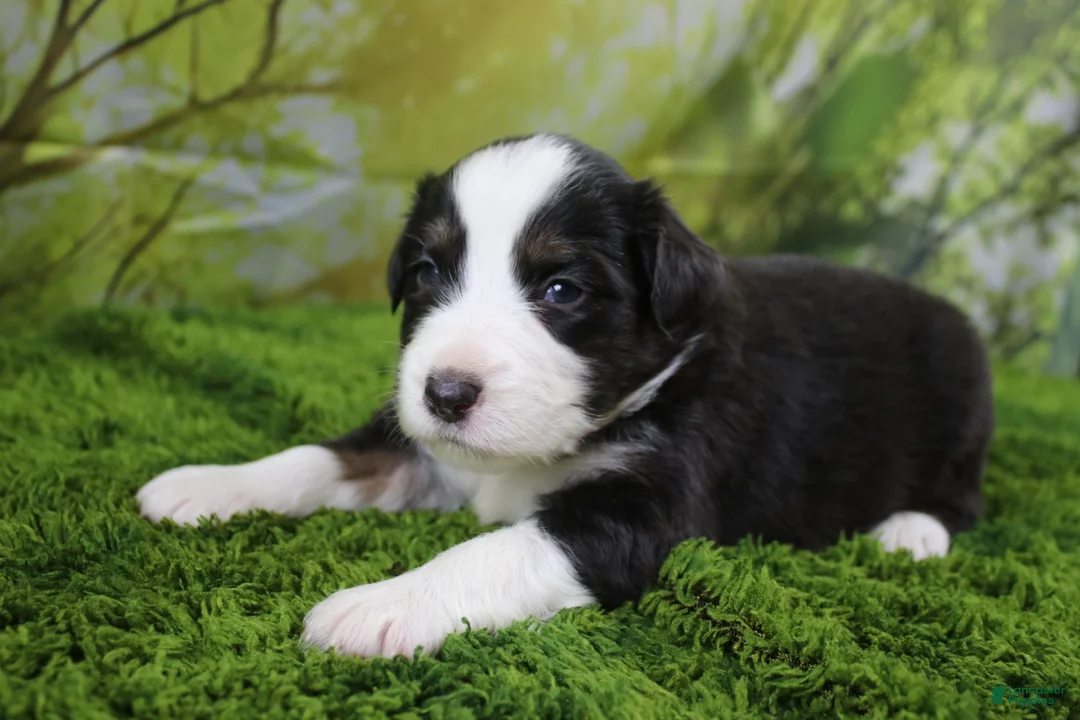 Miniature Australian Shepherd dogs for sale: Liberty - Ad 1