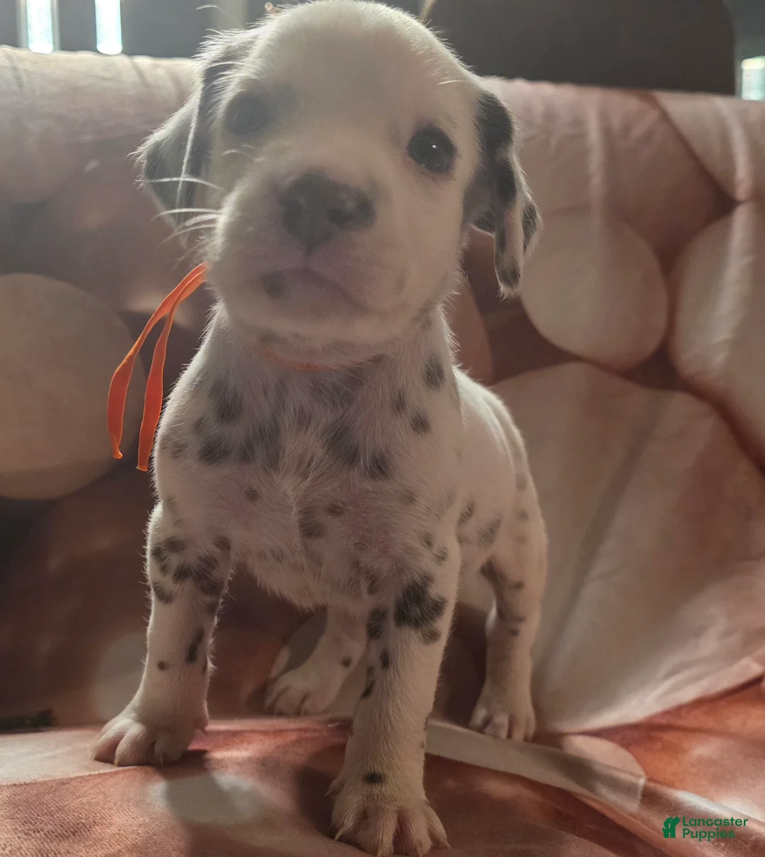 Dalmatian dogs for sale: Cocoa - Ad 5