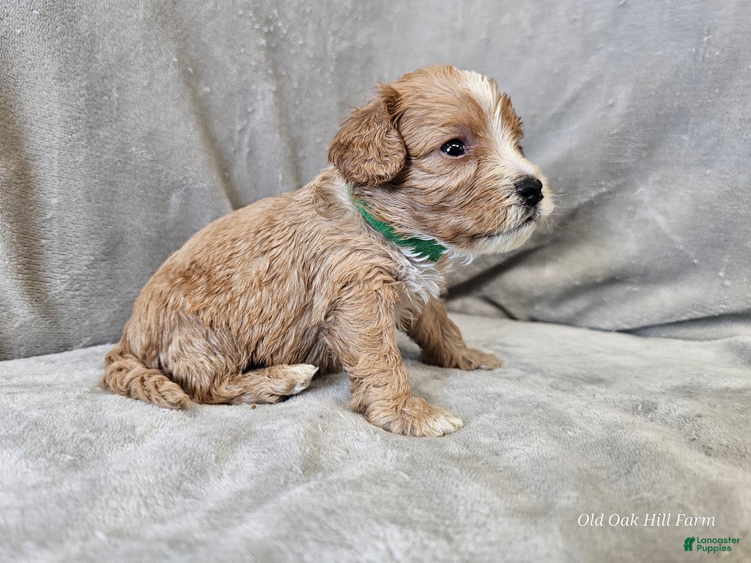 Cavapoo dogs for sale: Gnocchi - Ad 10