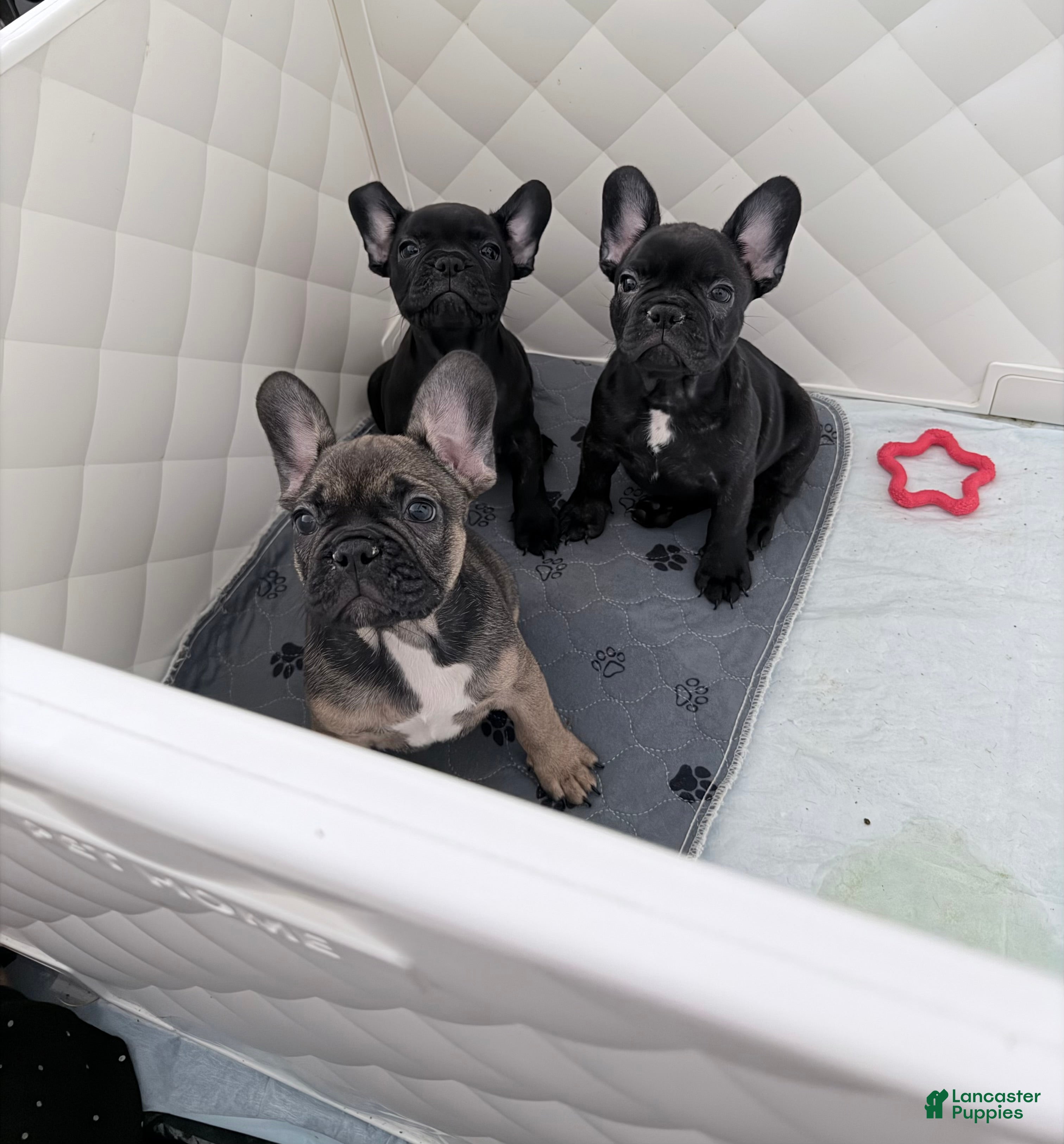 French Bulldog dogs for sale: French Bulldog 4 - Ad 4