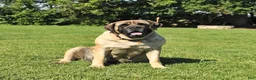 English Mastiff dogs for sale: Max - Ad 6