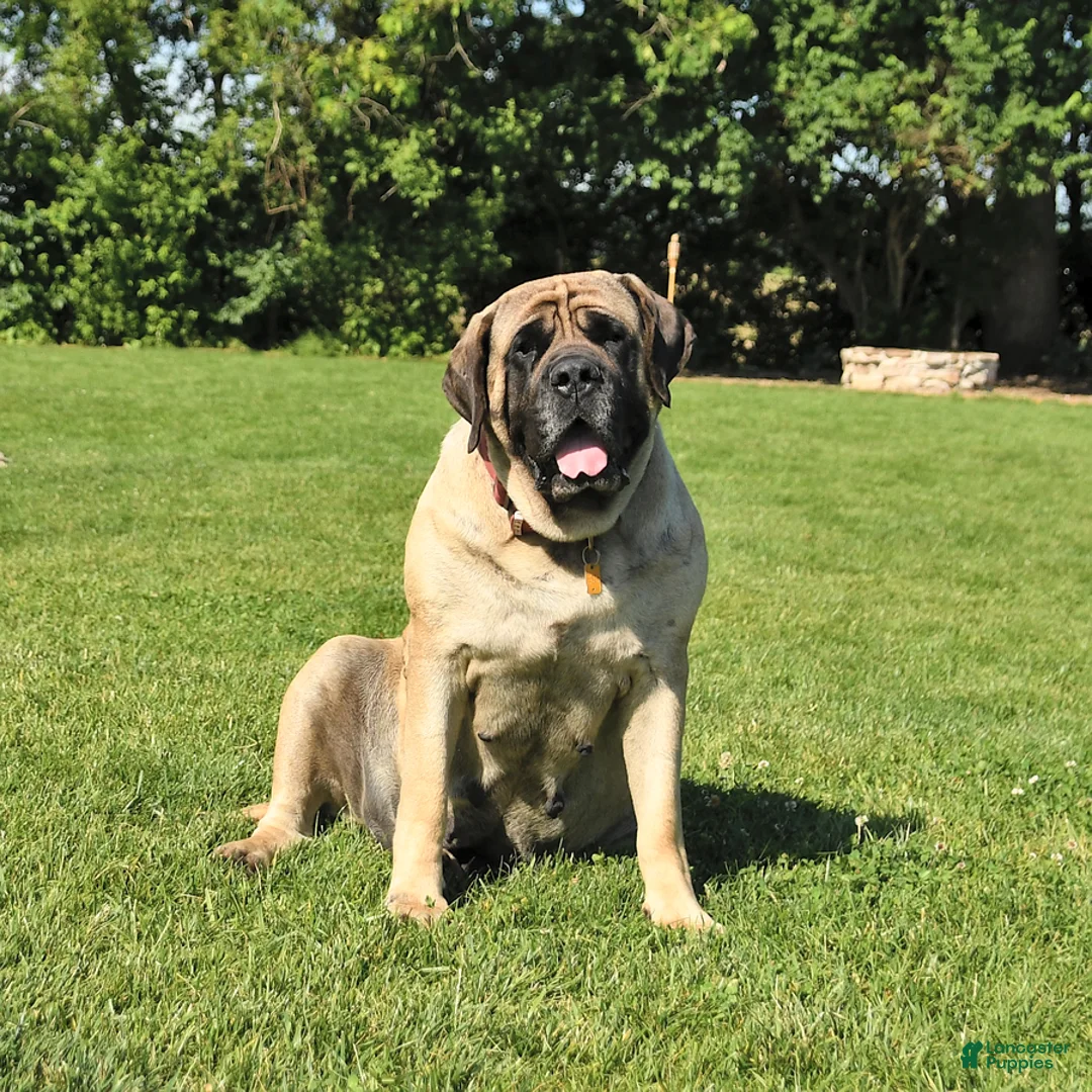 English Mastiff dogs for sale: Max - Ad 6