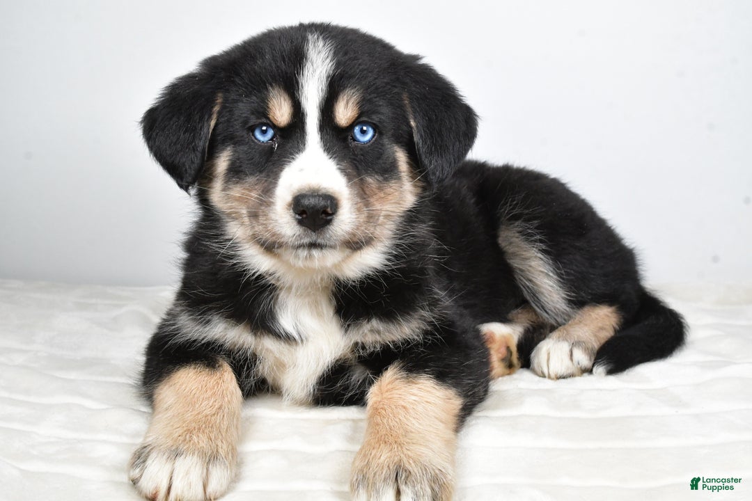 Mixed Breed dogs for sale: Piper - Ad 8