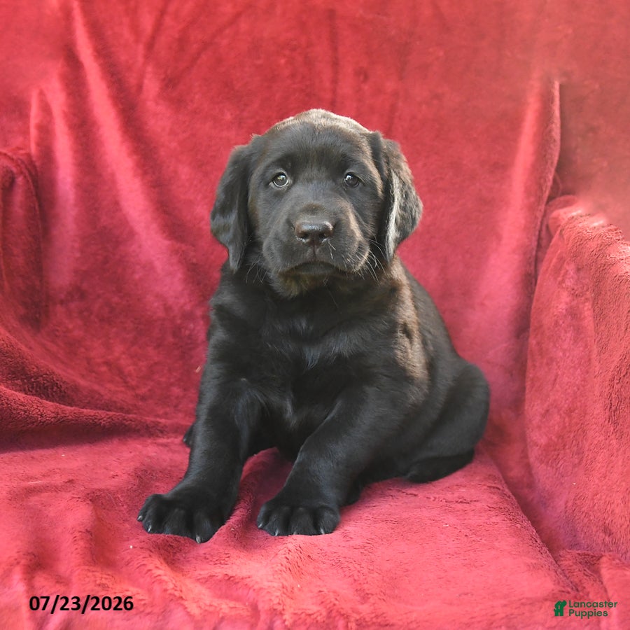 Goldador dogs Cherry - Ad 2