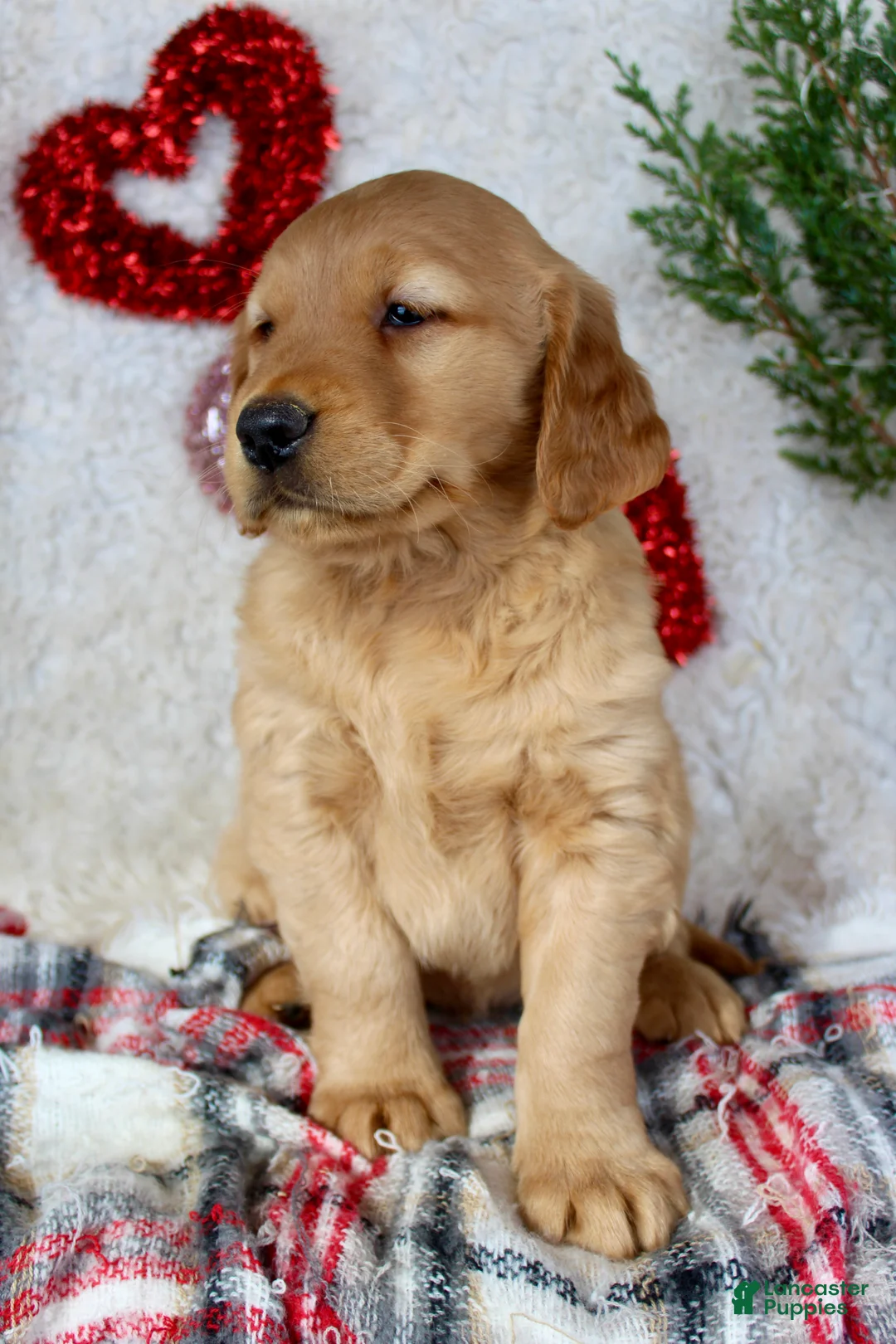 Golden Retriever dogs for sale: Mickey - Ad 3