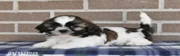 Shih Tzu dogs for sale: Teddy - Ad 3