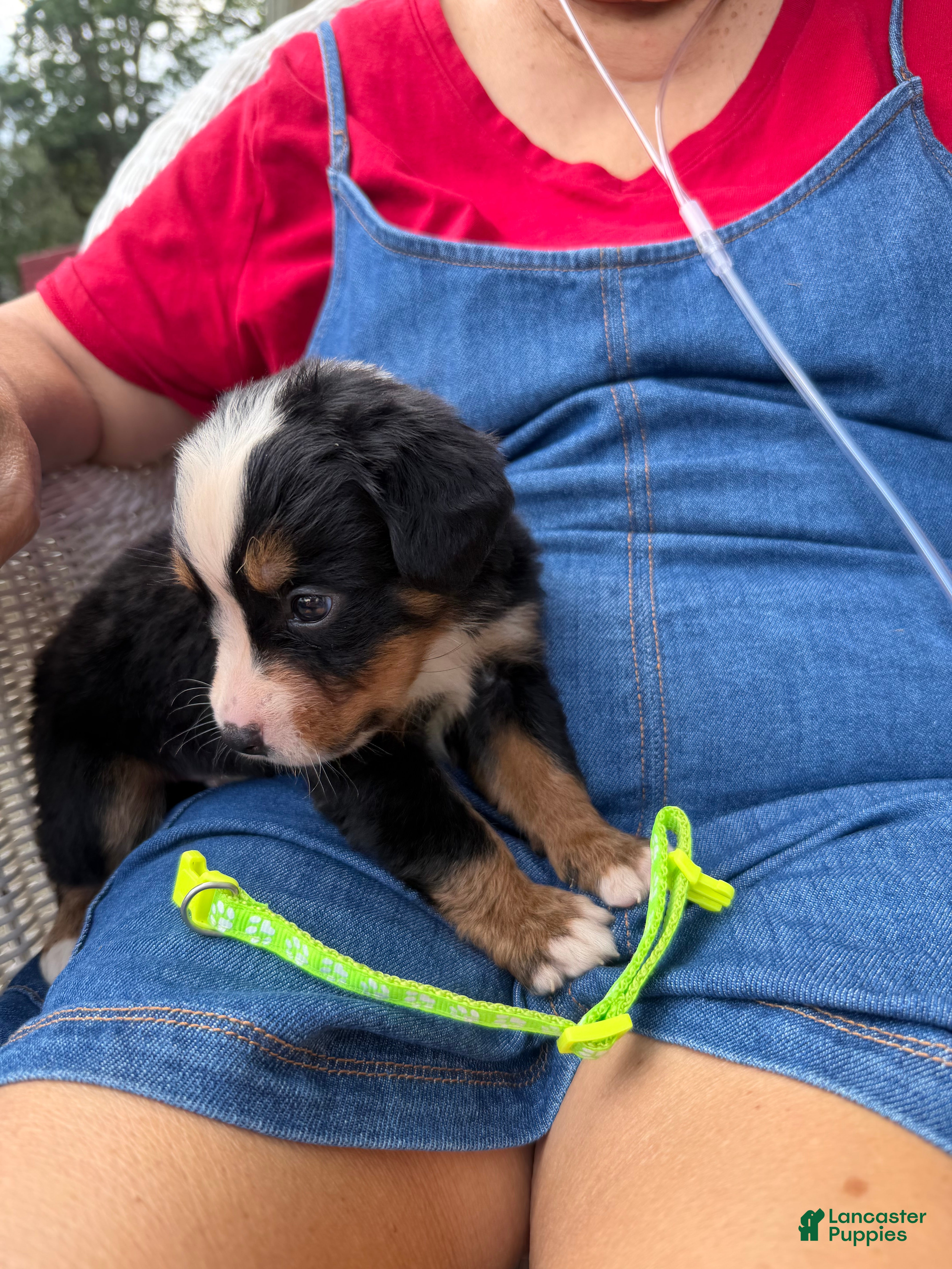 Bernese Mountain Dog dogs Bernese Mountain Dog 11 lime green collar  - Ad 1