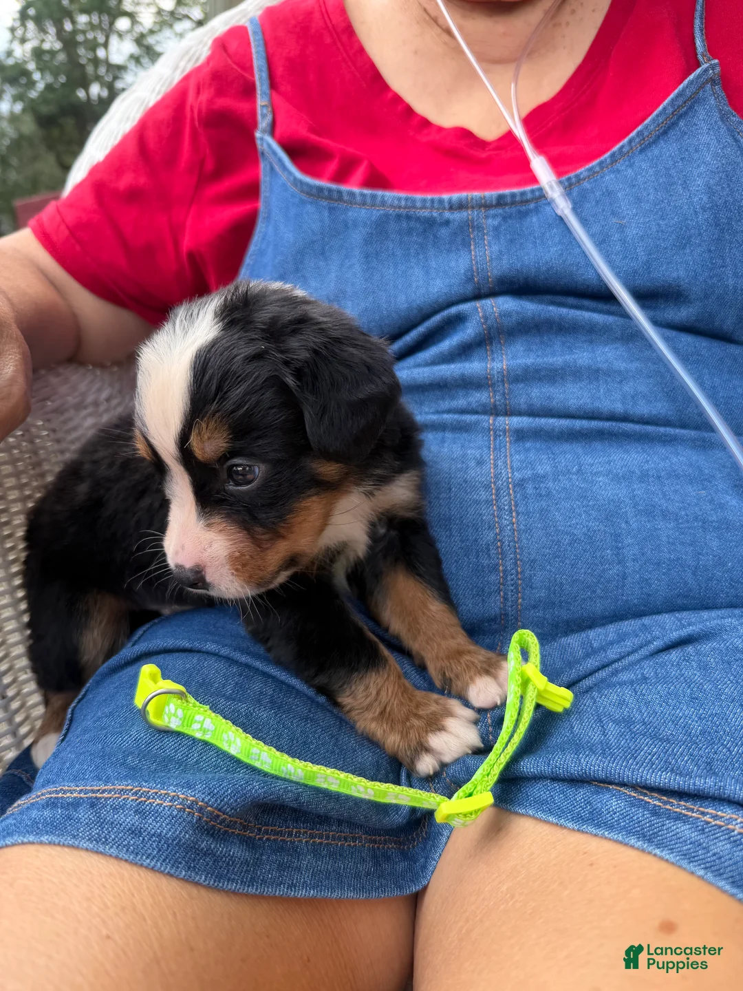 Bernese Mountain Dog dogs for sale: Bernese Mountain Dog 11 lime green collar  - Ad 1