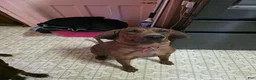 Redbone Coonhound dogs for sale: Redbone Coonhound 10 - Ad 3