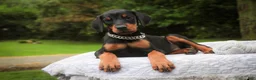 Doberman Pinscher dogs for sale: Isadora - Ad 5