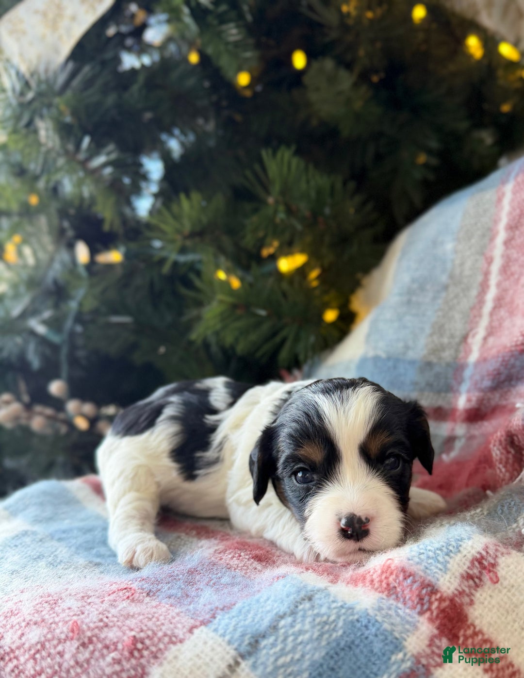 Cavapoo dogs for sale: Frosty - Ad 1