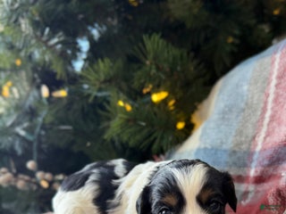 Cavapoo dogs Frosty - Ad 8