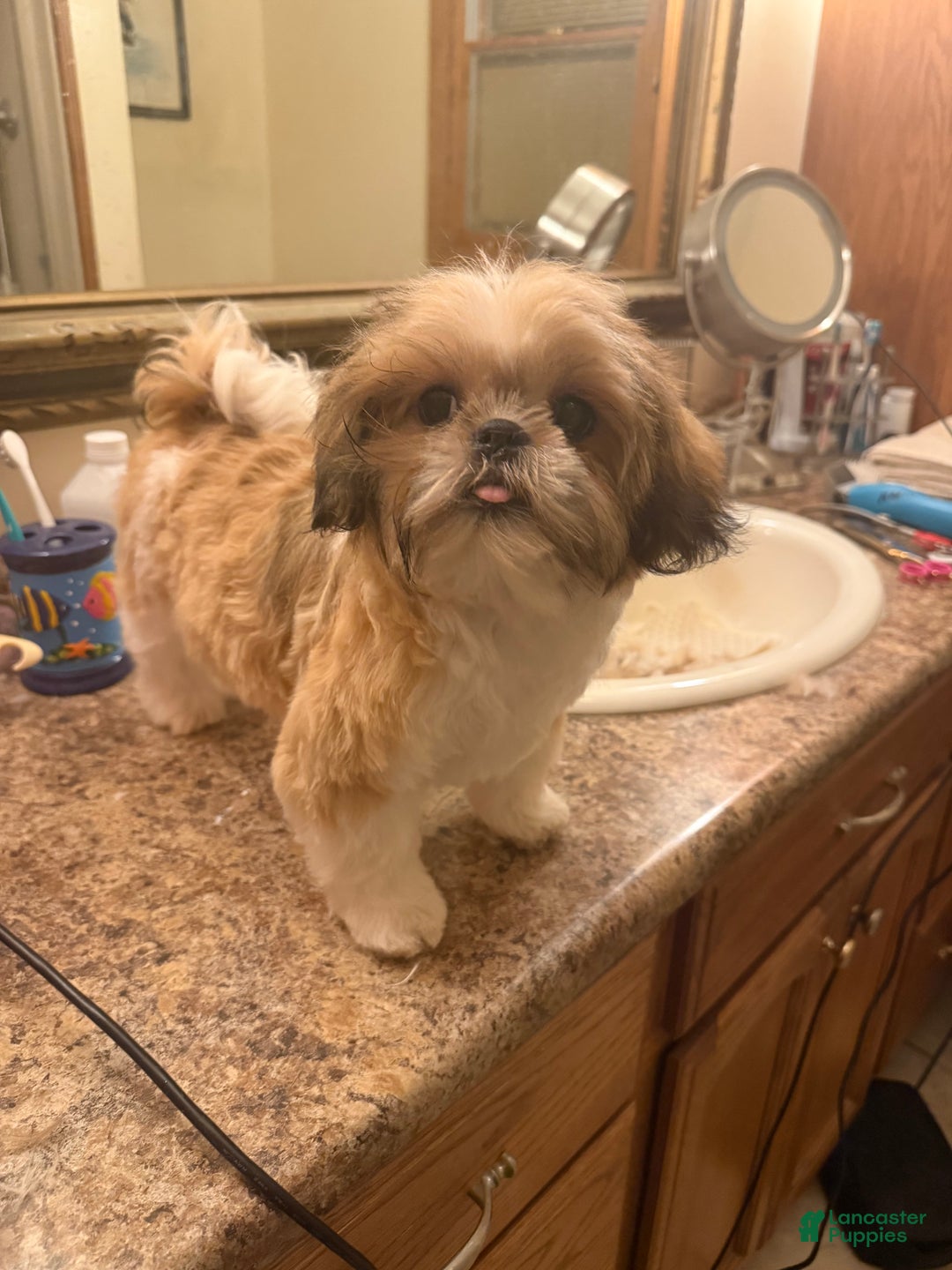 Shih Tzu dogs for sale: Shih Tzu Puppy 7 - Ad 2