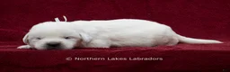 Labrador Retriever dogs for sale: Mora - Ad 2