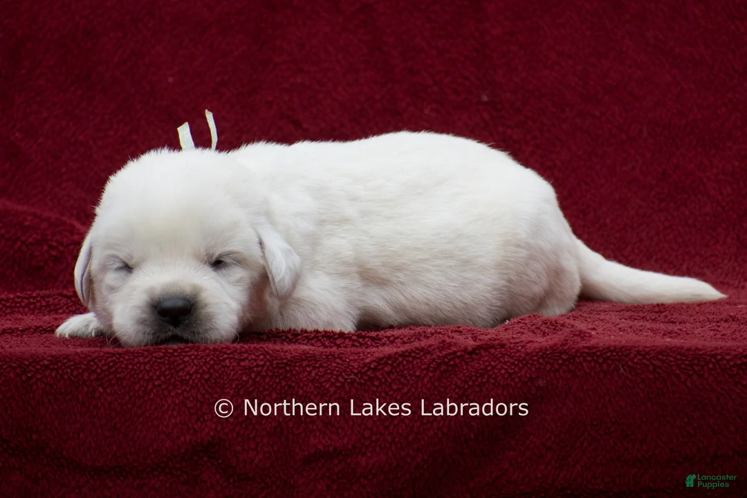 Labrador Retriever dogs for sale: Mora - Ad 2
