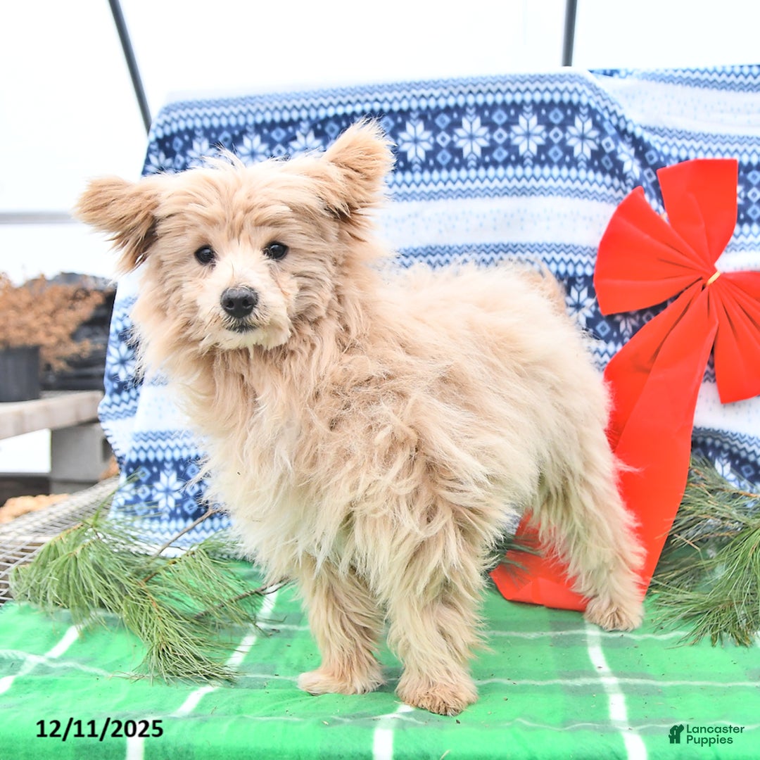 Pomapoo dogs for sale: Teddy Bear - Ad 2