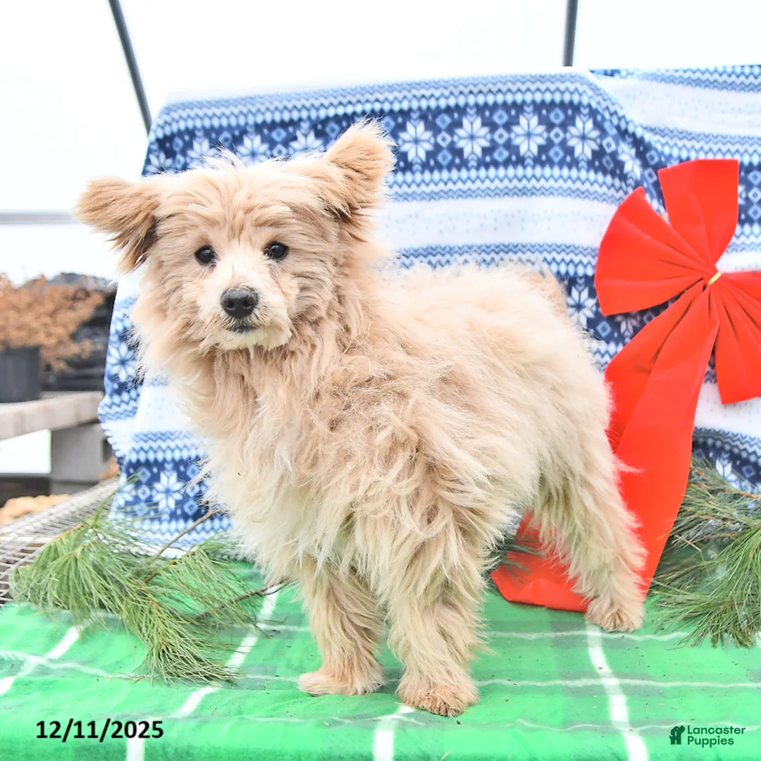 Pomapoo dogs for sale: Teddy Bear - Ad 2