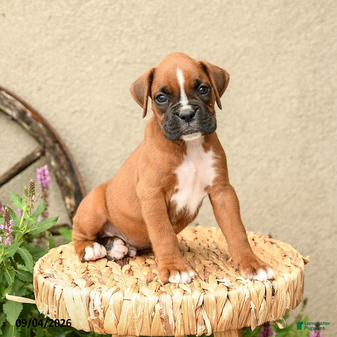Boxer dogs for sale: Brody - Ad 1