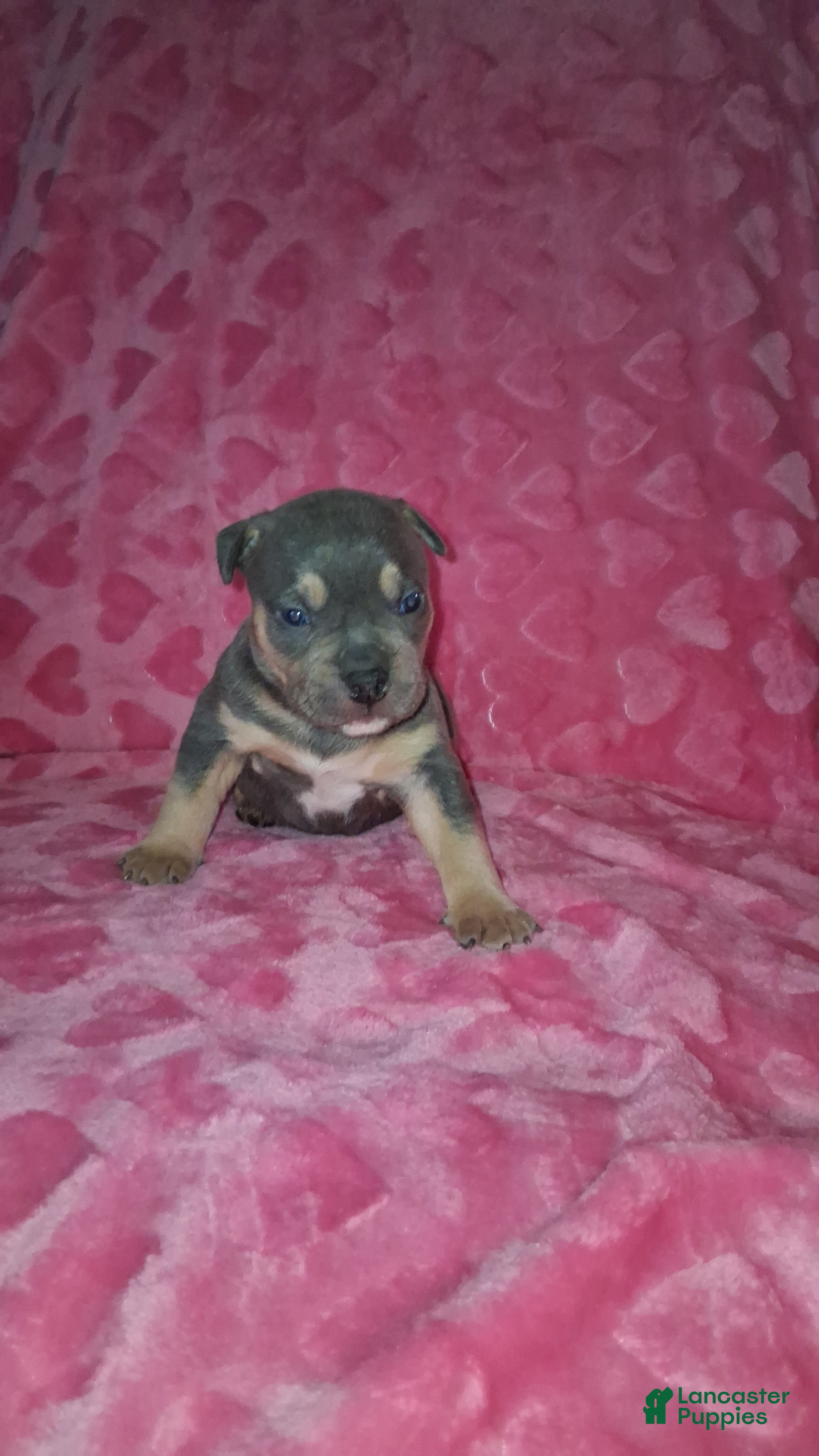 American Bully dogs American Bully Puppy 3 - Ad 2