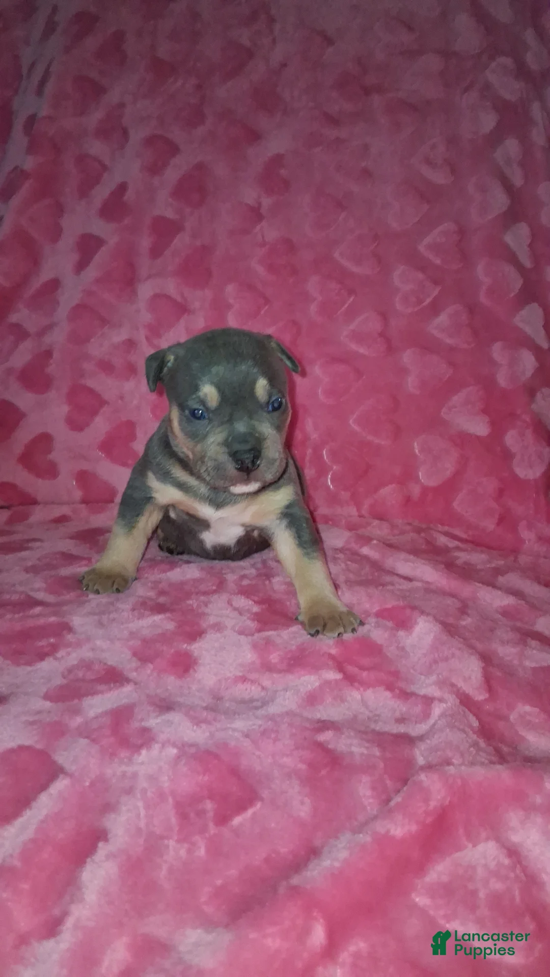American Bully dogs for sale: American Bully Puppy 3 - Ad 2