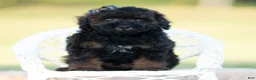 Toy Poodle dogs for sale: Dannie - Ad 8