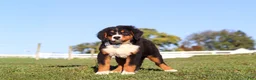Bernese Mountain Dog dogs for sale: Leo - Ad 4