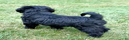 Goldendoodle dogs for sale: Thumper  - Ad 5