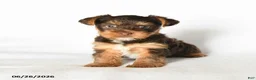 Yorkshire Terrier dogs for sale: Hershey - Ad 3