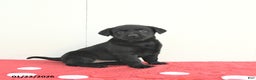 Labrador Retriever dogs for sale: Willow - Ad 2