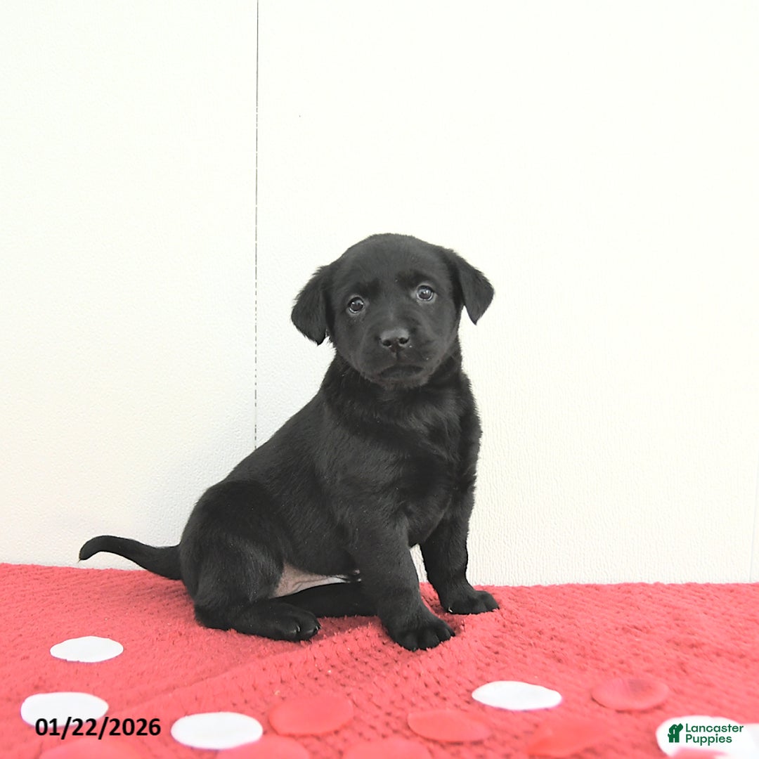 Labrador Retriever dogs for sale: Willow - Ad 2