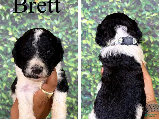Saint Berdoodles dogs for sale: Brett - Ad 2