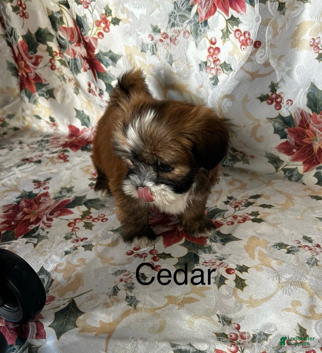 Lhasa Apso dogs for sale: Lhasa Apso Puppy 1 - Ad 2