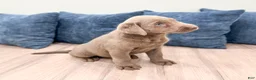 Labrador Retriever dogs for sale: Skye - Ad 4