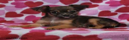 Chihuahua dogs for sale: Toby - Ad 3
